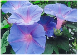 琉球朝顔の花