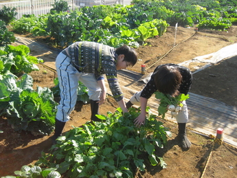 豊富な野菜