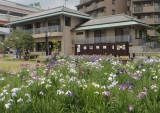 静観亭と花菖蒲（令和元年6月撮影）