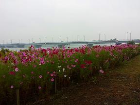 葛飾あらかわ水辺公園の花畑の様子