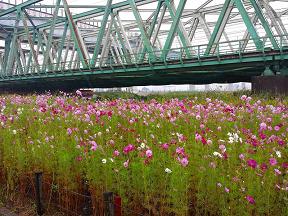 葛飾あらかわ水辺公園の花畑の様子