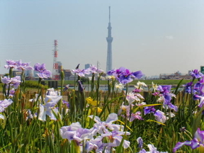 花菖蒲とスカイツリーの写真(平成26年6月撮影)