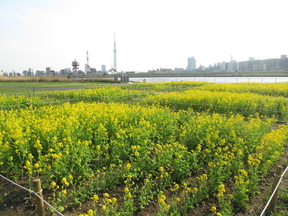 花畑の菜の花写真（平成26年4月撮影）