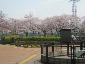 動物ふれあいコーナーから見える桜の写真