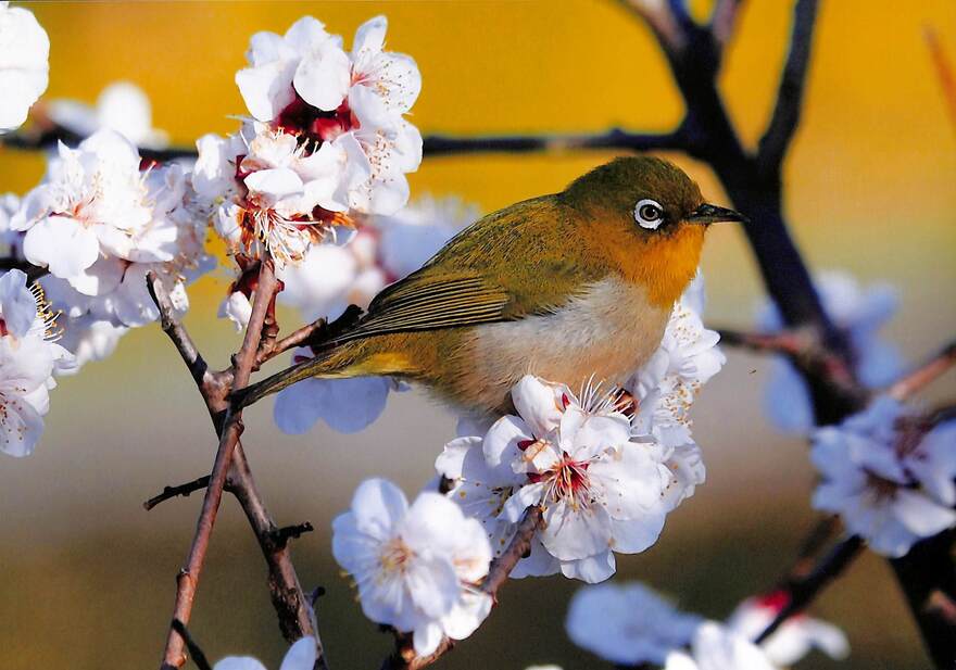 メジロの写真　タイトル「今年もメジロ」　とも　様