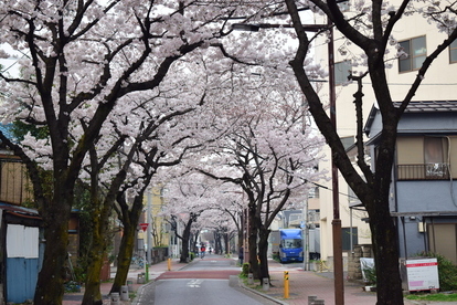 東四つ木コミュニティ通り桜