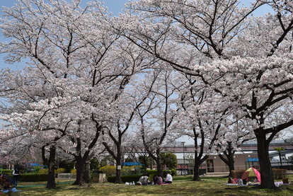 小菅西公園の桜