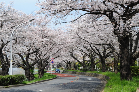 水元さくら堤の桜