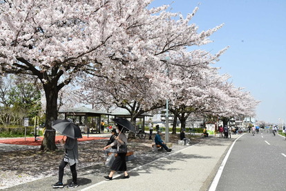 柴又公園の桜