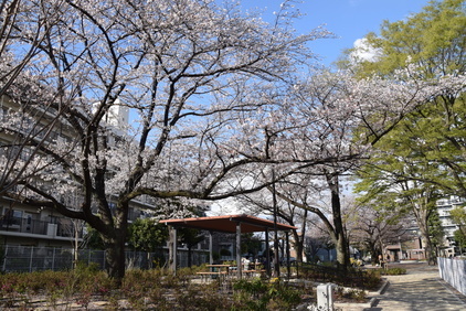 鎌倉公園の桜の写真
