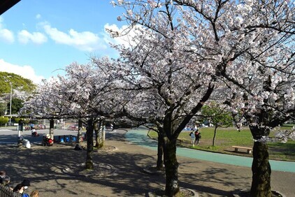 上千葉砂原公園の桜