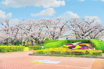 小菅西公園の桜