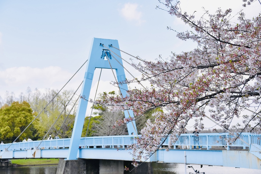 水元大橋と桜