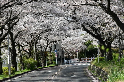 水元さくら堤の桜