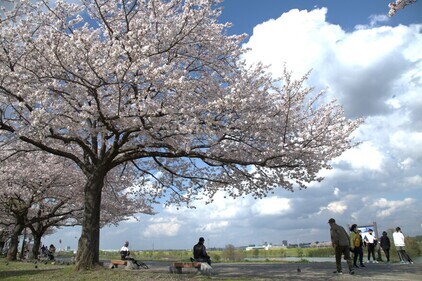 柴又公園の桜