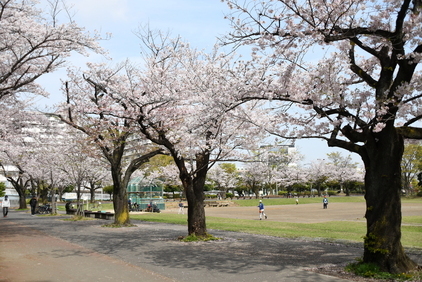 新小岩公園の桜