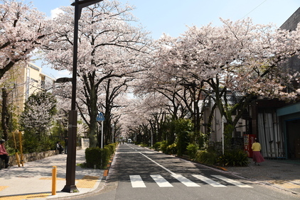 立石さくら通りの桜