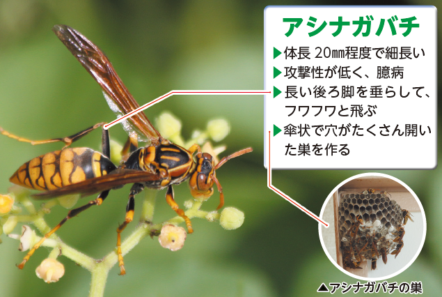 アシナガ(写真)