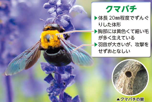 クマバチ