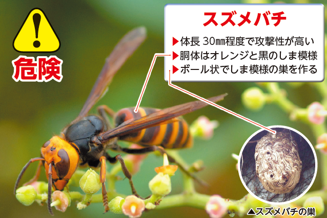 スズメバチ(写真)